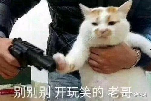 吃瓜歪嘴小猫表情包,萌态可掬，笑点满满